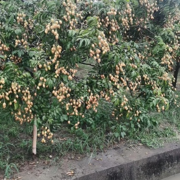 广州从化黄皮果，果场现摘