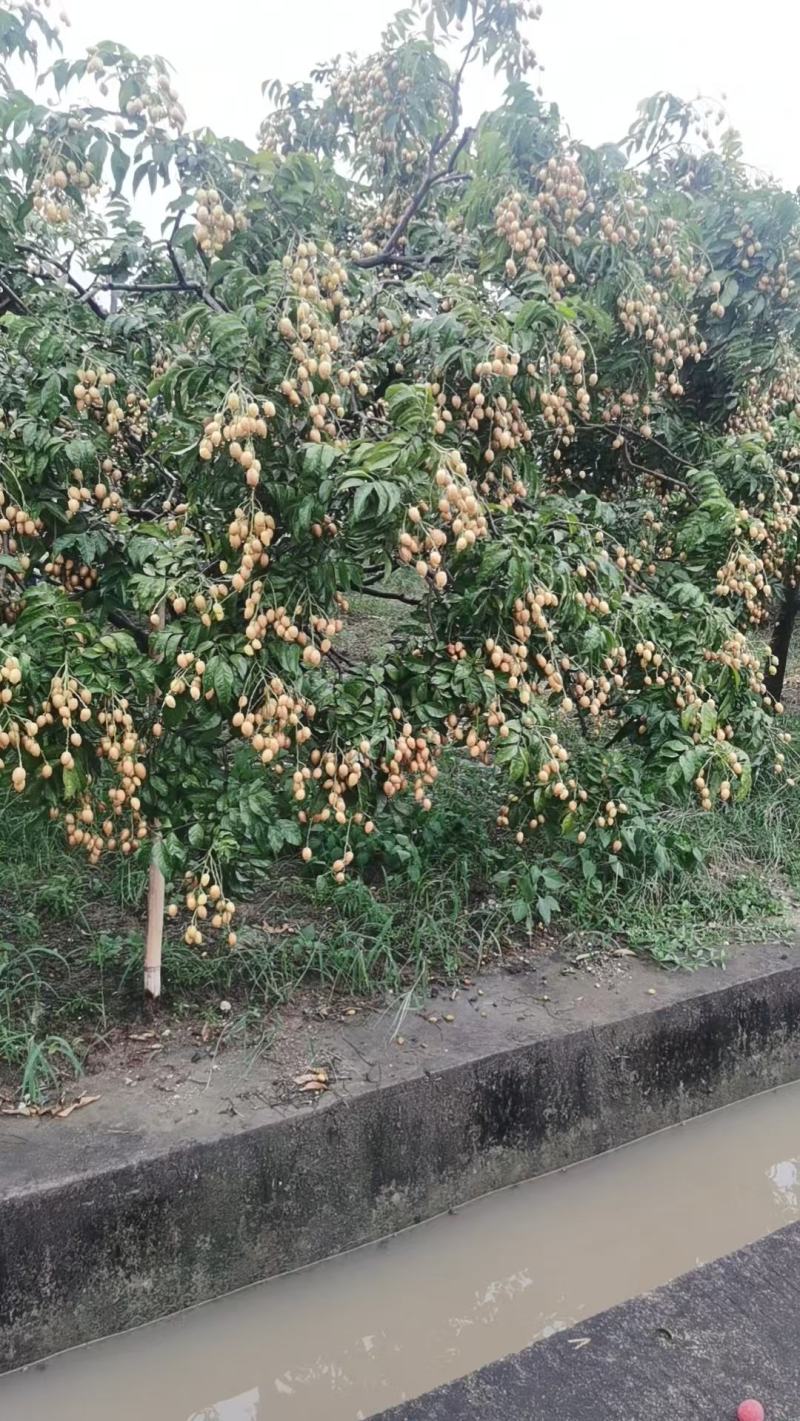 广州从化黄皮果，果场现摘