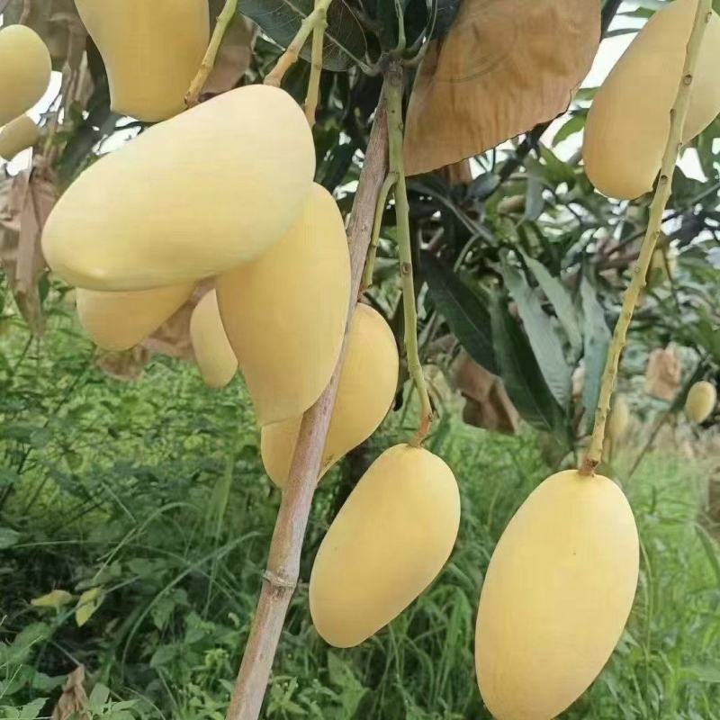 鹰嘴芒果