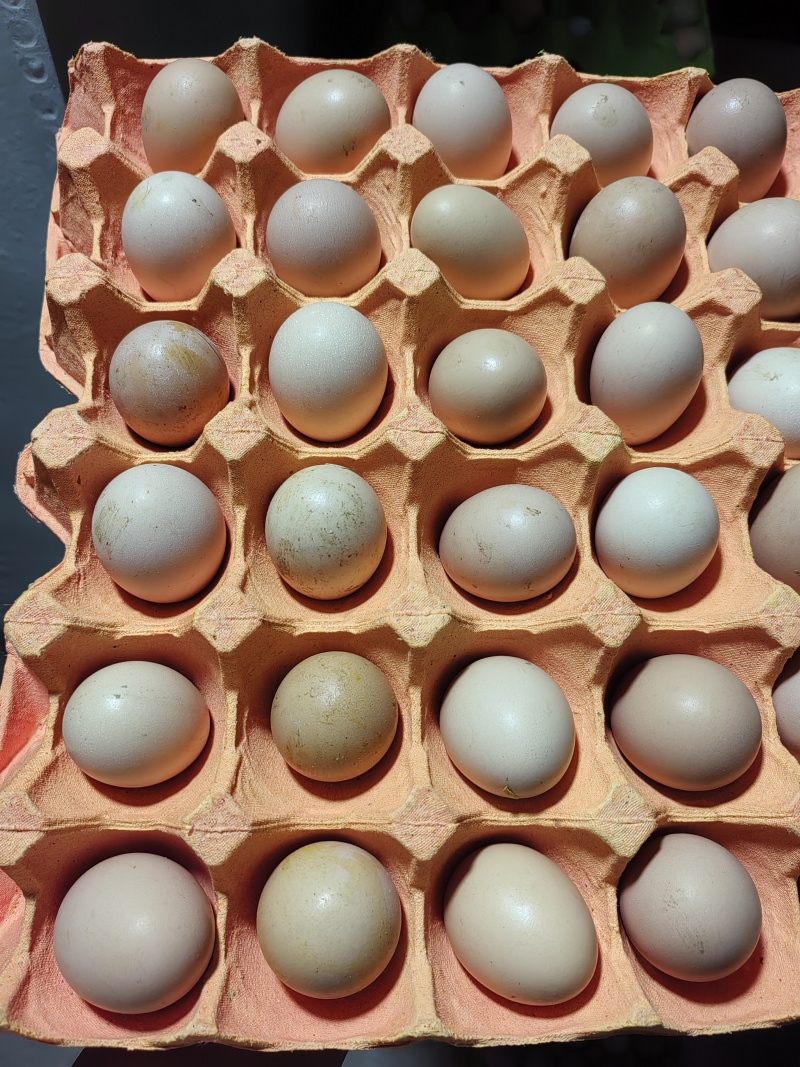 粉八鸡蛋，粉壳土鸡蛋