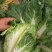 宁夏西吉属于冷凉蔬菜白菜口感质量好耐输质量好