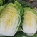 宁夏西吉属于冷凉蔬菜白菜口感质量好耐输质量好