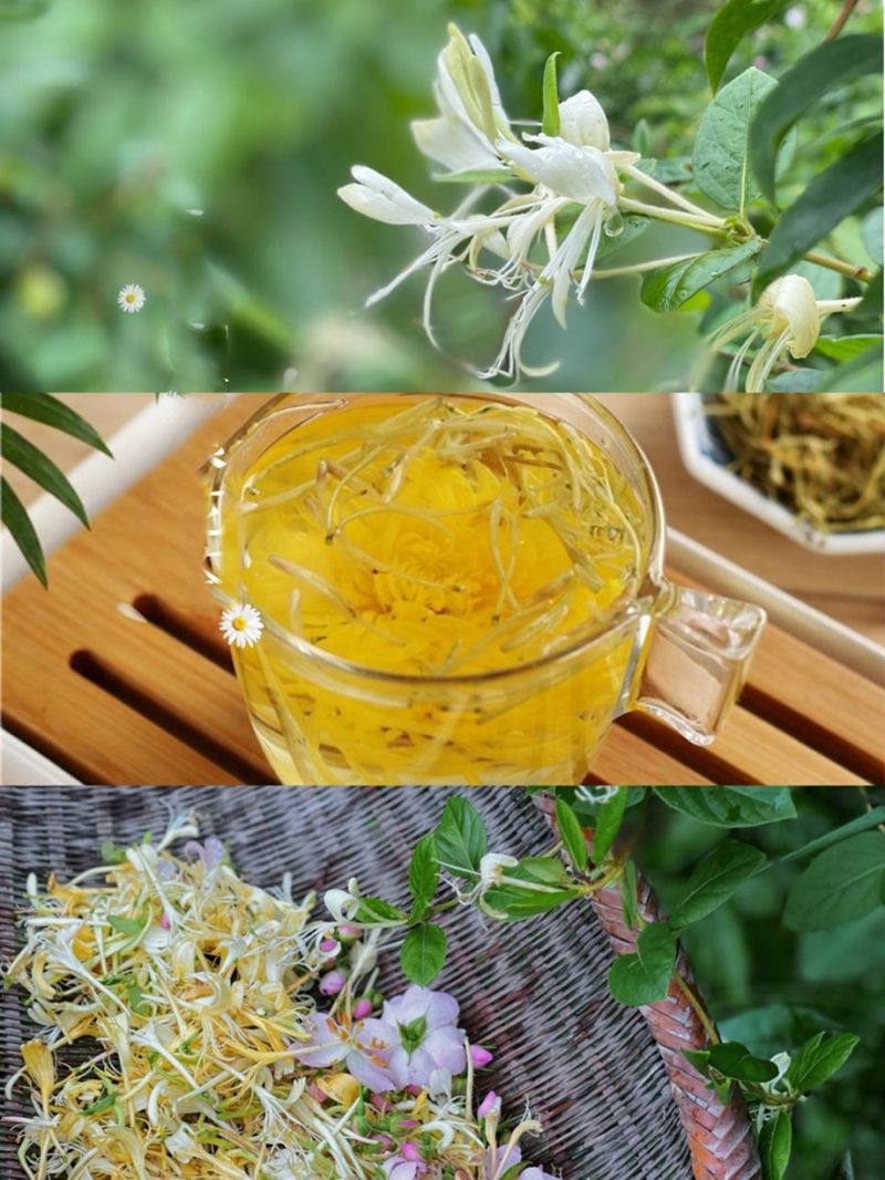 金银花精品货源当天专车发货可定制包装