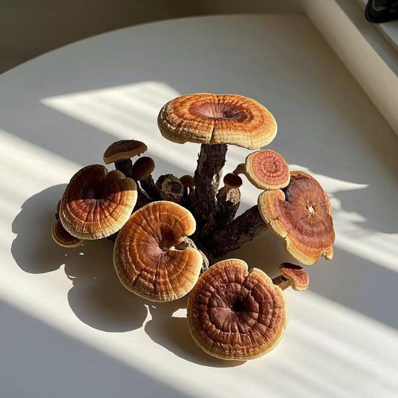 灵芝优质货源当天专车发货可定制