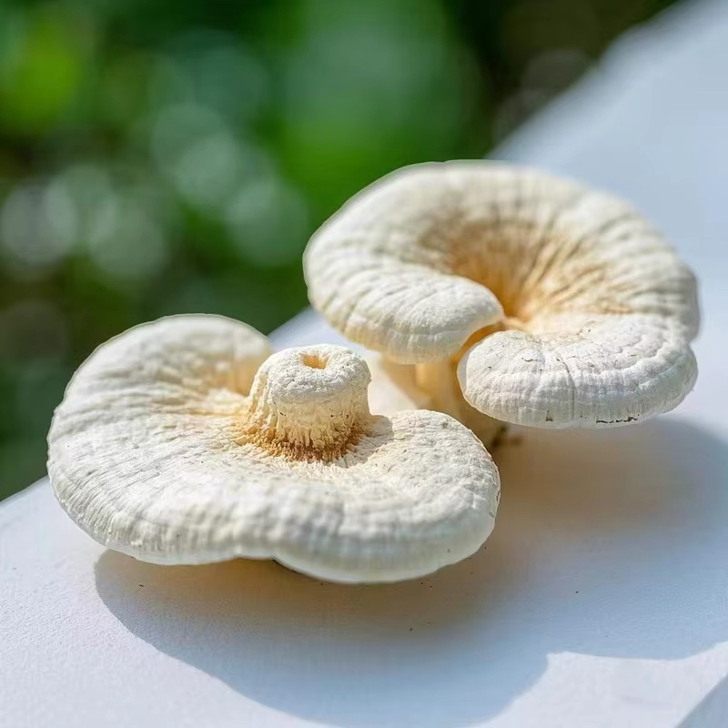 灵芝优质货源当天专车发货可定制