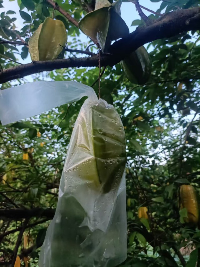 福建精品杨桃，产地直发，品质保证，可对接电商商超等，诚信经营