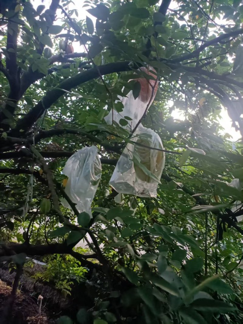 福建精品杨桃，产地直发，品质保证，可对接电商商超等，诚信经营