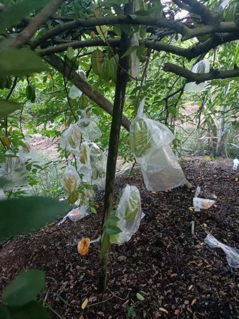 福建精品杨桃，产地直发，品质保证，可对接电商商超等，诚信经营