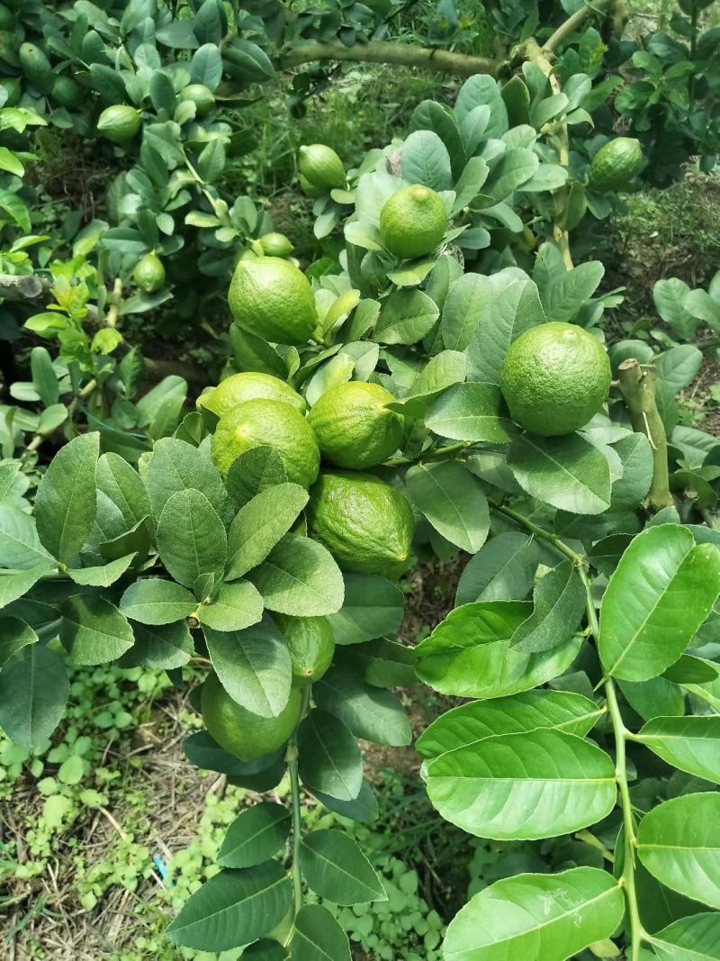 正宗广东香水柠檬，果面鲜绿青秀干净，产地直发全国！