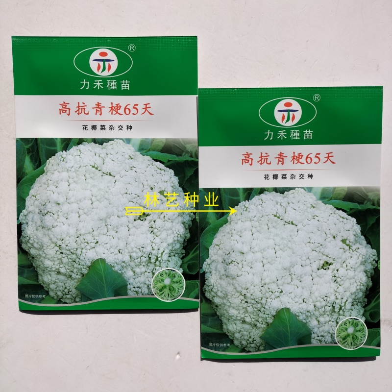 高抗青梗65天松花菜种子杂交种青梗散花菜花椰