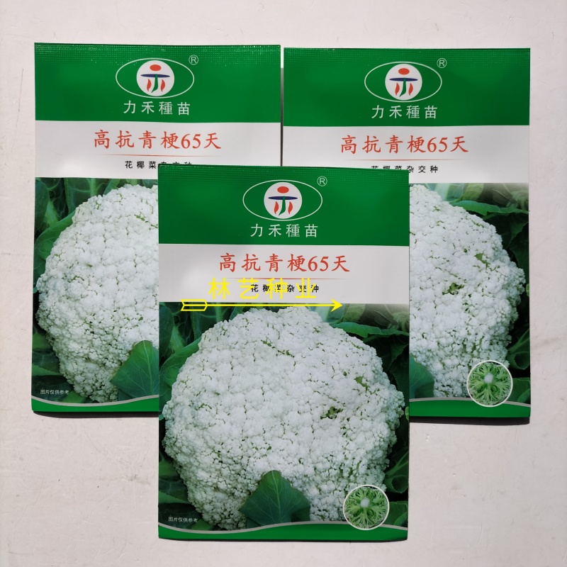 高抗青梗65天松花菜种子杂交种青梗散花菜花椰