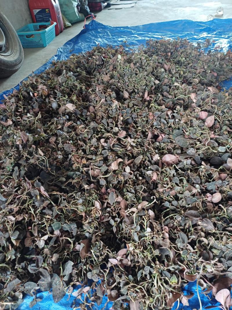 金线莲