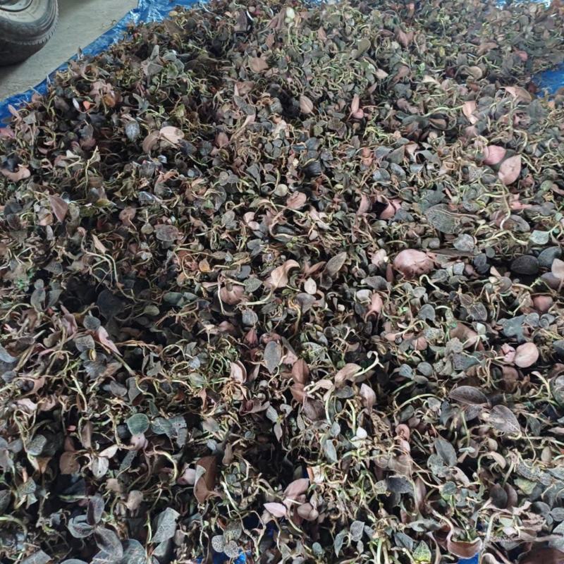 金线莲