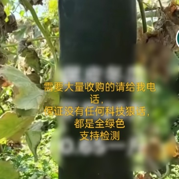 冬瓜，***绿色冬瓜没有任何科技狠话