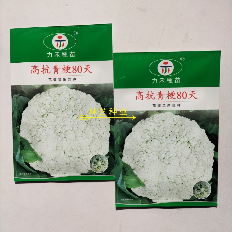 高抗青梗80天松花菜种子花椰菜杂交种散花春秋季