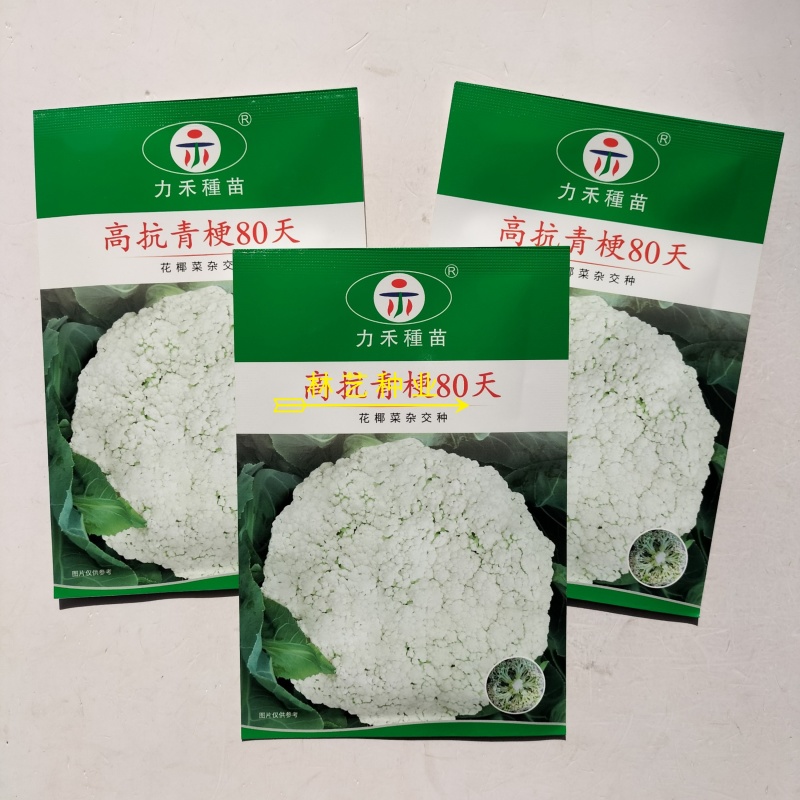 高抗青梗80天松花菜种子花椰菜杂交种散花春秋季