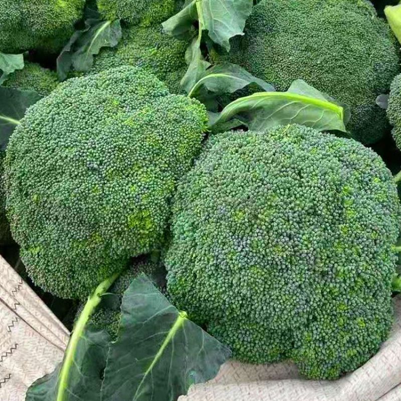 常青75西兰花种子花球紧实花椰菜绿西蓝花种籽盆栽春秋播蔬