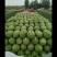 【热卖中】正宗宁夏金花6号西瓜皮薄多汁大量现货