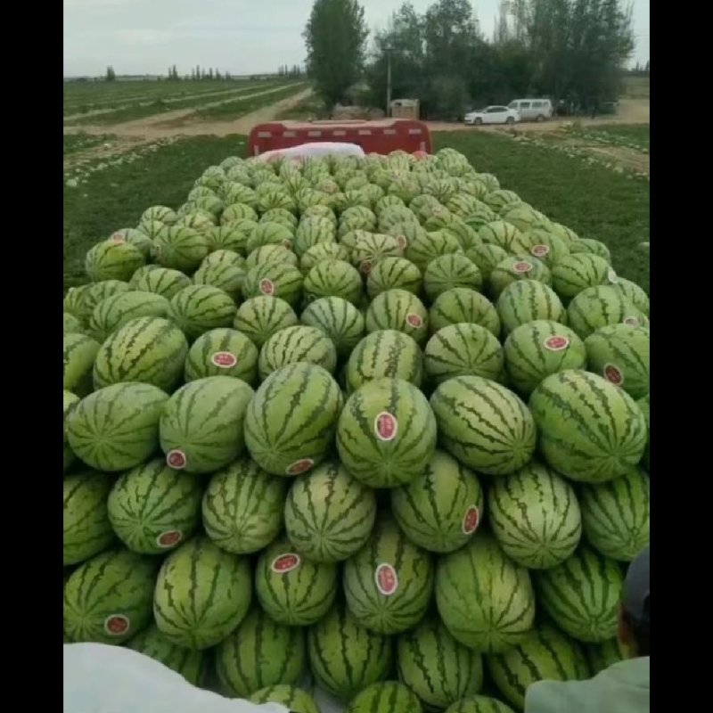 【热卖中】正宗宁夏金花6号西瓜皮薄多汁大量现货