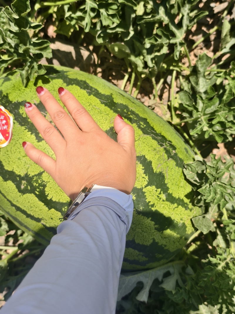 【热卖中】正宗宁夏金花6号西瓜皮薄多汁大量现货