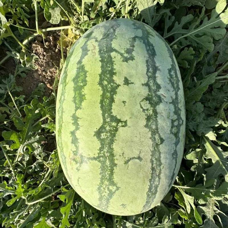 精品金城5号一手货源产地直发质量保证包熟包甜