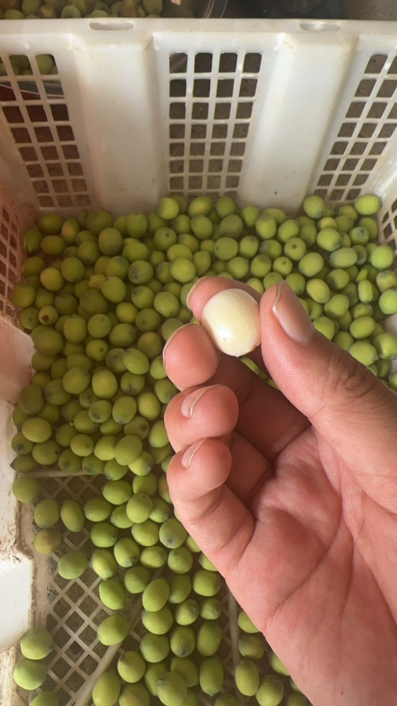 水果莲蓬电商款通货批发价2025大量上市
