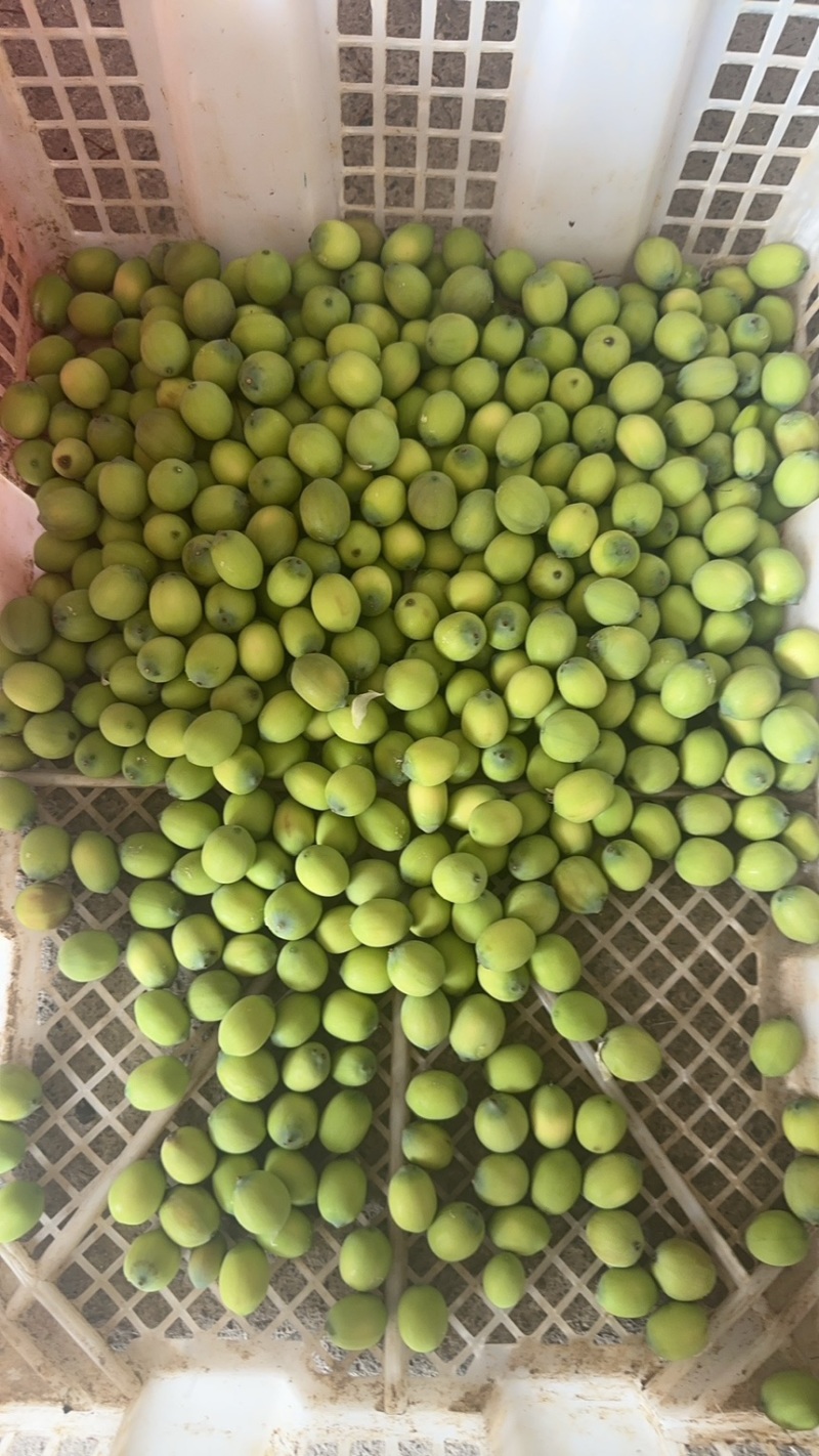 水果莲蓬电商款通货批发价2025大量上市