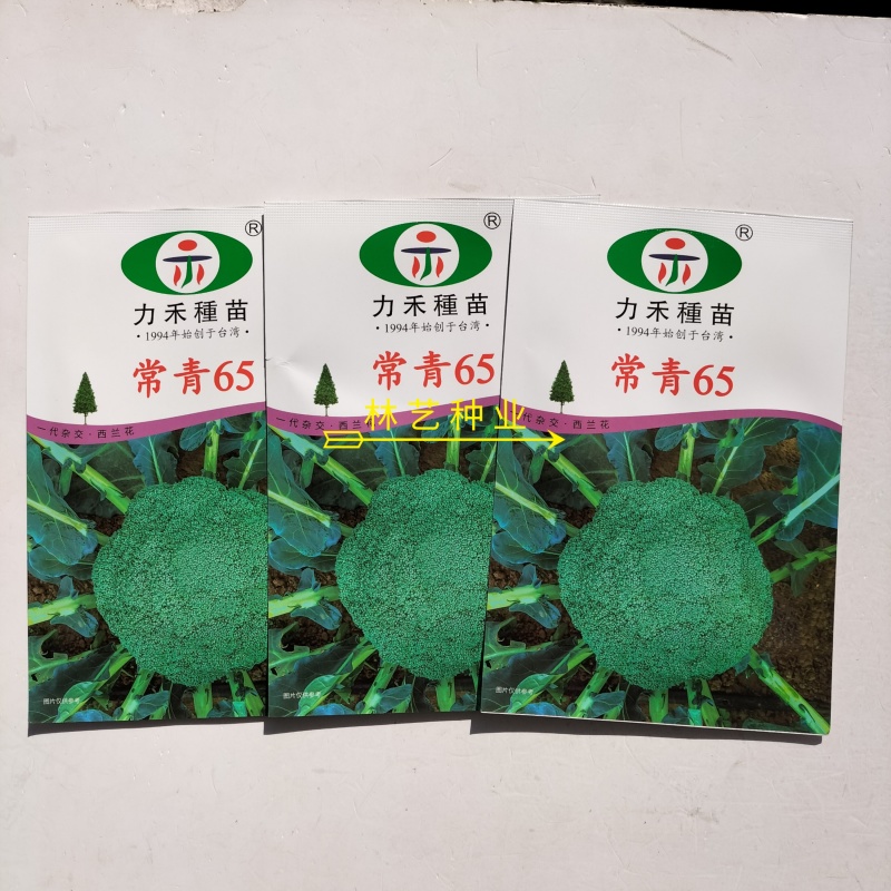 力禾常青65西兰花种子进口种深绿紧实高产抗病