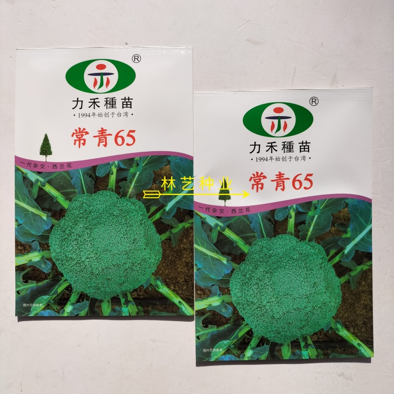 力禾常青65西兰花种子进口种深绿紧实高产抗病
