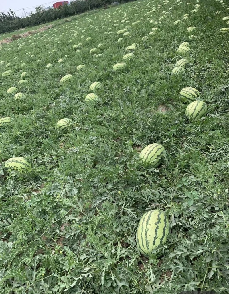 宁夏金花西瓜皮薄多汁甜度高产地直发质量有保证