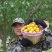玉门李广杏种植基地玉门花海李广杏产区