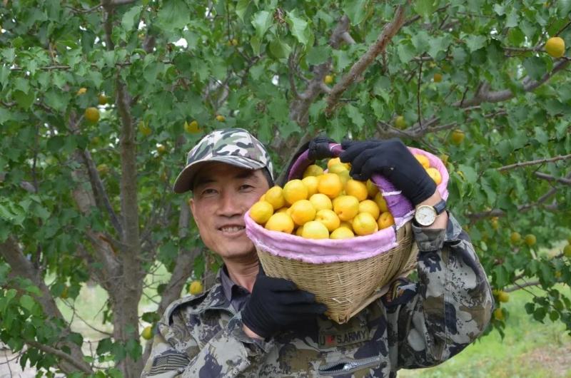 玉门李广杏种植基地玉门花海李广杏产区