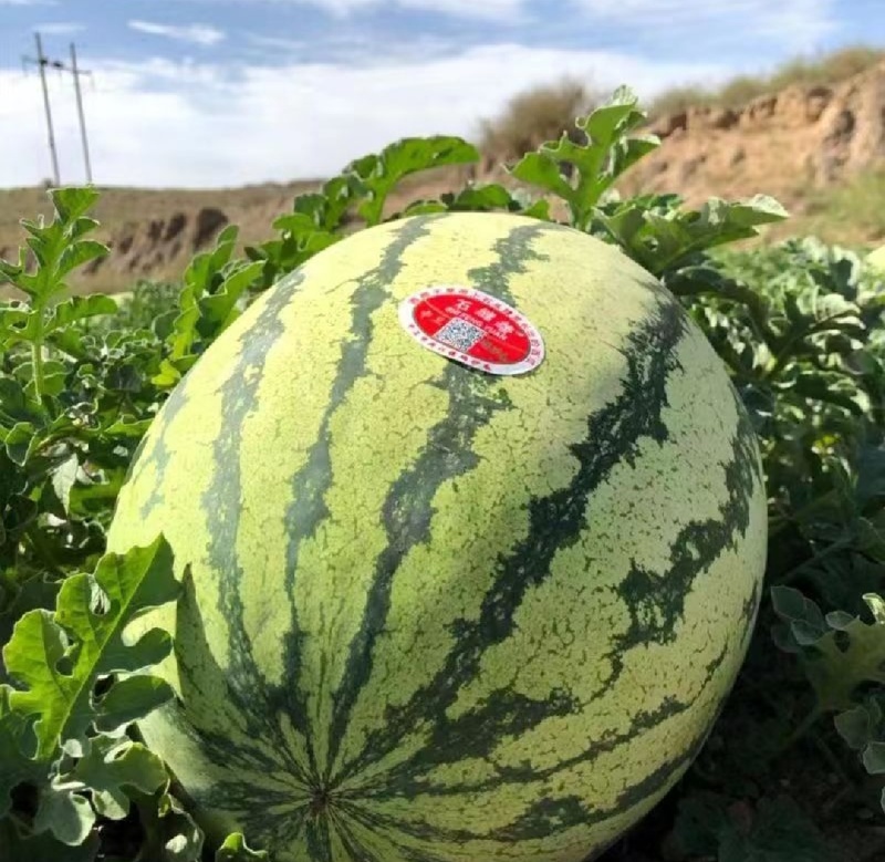 宁夏沙地西瓜个大皮薄多汁甜度高一手货源包熟包甜