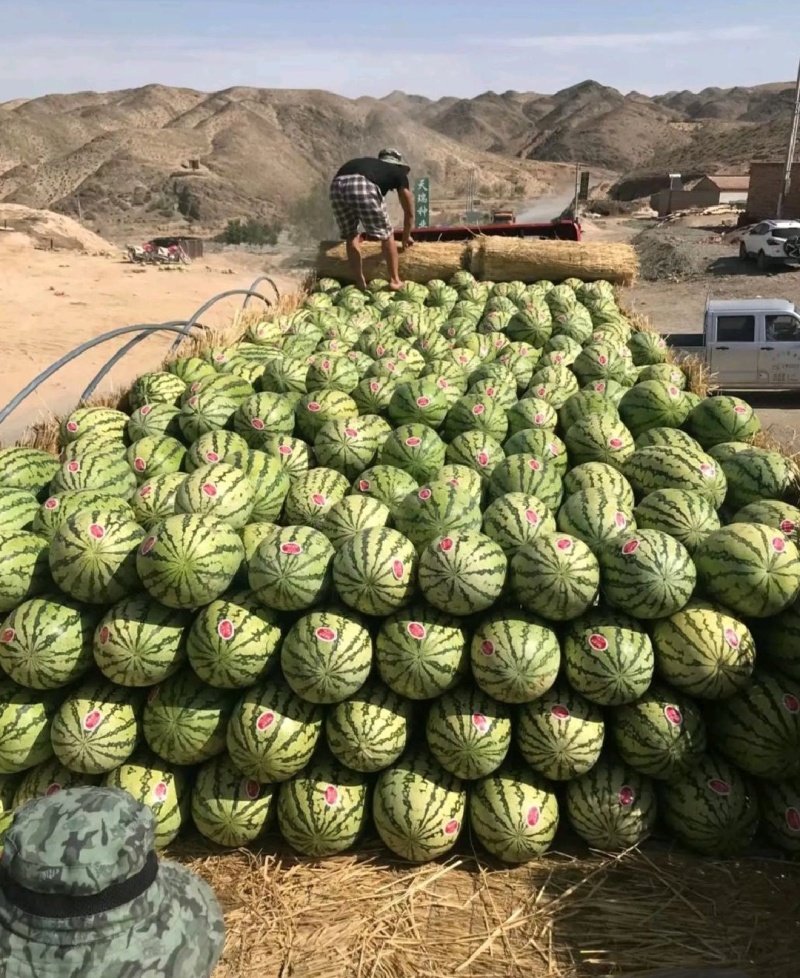 【热卖中】金花西瓜正宗金花1号西瓜大量现货