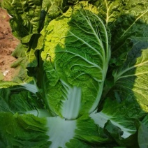 夏美大白菜种子高产抗病早熟耐热夏播白菜种籽农家四季蔬菜种