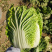 夏美大白菜种子高产抗病早熟耐热夏播白菜种籽农家四季蔬菜种