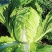 夏美大白菜种子高产抗病早熟耐热夏播白菜种籽农家四季蔬菜种