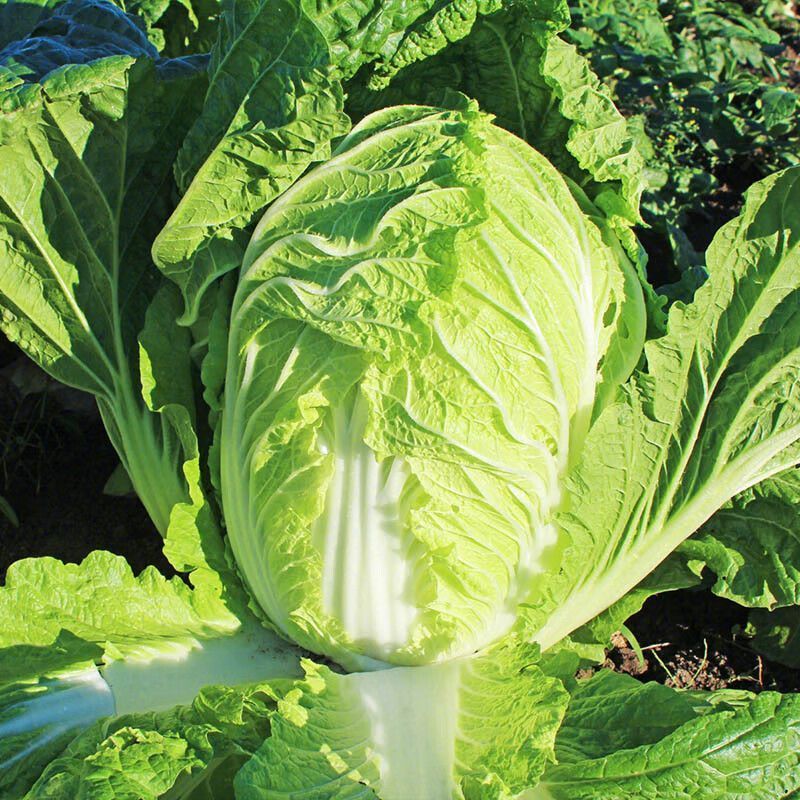 夏美大白菜种子高产抗病早熟耐热夏播白菜种籽农家四季蔬菜种