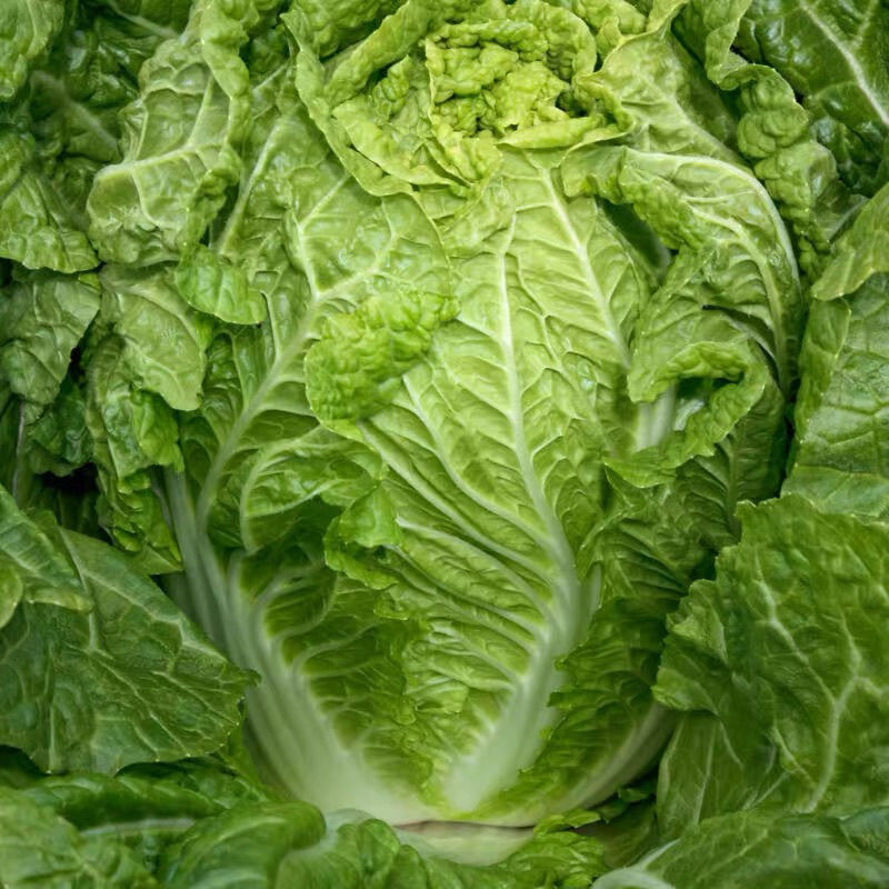 夏美大白菜种子高产抗病早熟耐热夏播白菜种籽农家四季蔬菜种