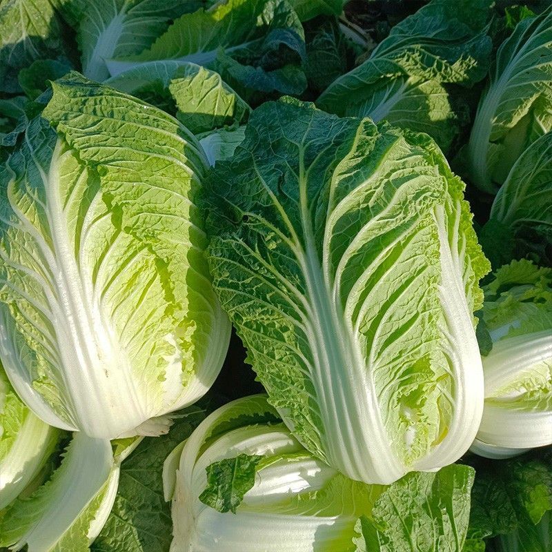 夏美大白菜种子高产抗病早熟耐热夏播白菜种籽农家四季蔬菜种