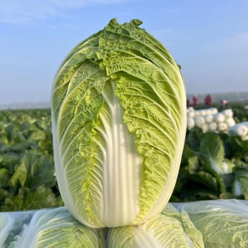 夏美大白菜种子高产抗病早熟耐热夏播白菜种籽农家四季蔬菜种