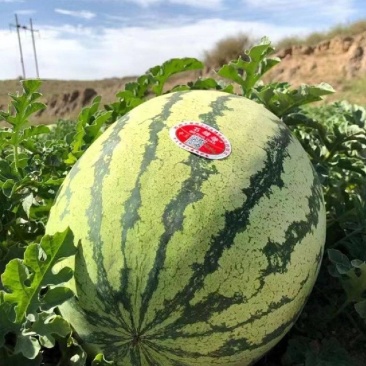 【热卖中】正宗宁夏金花6号西瓜皮薄多汁大量现货