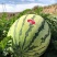 【热卖中】正宗宁夏金花6号西瓜皮薄多汁大量现货