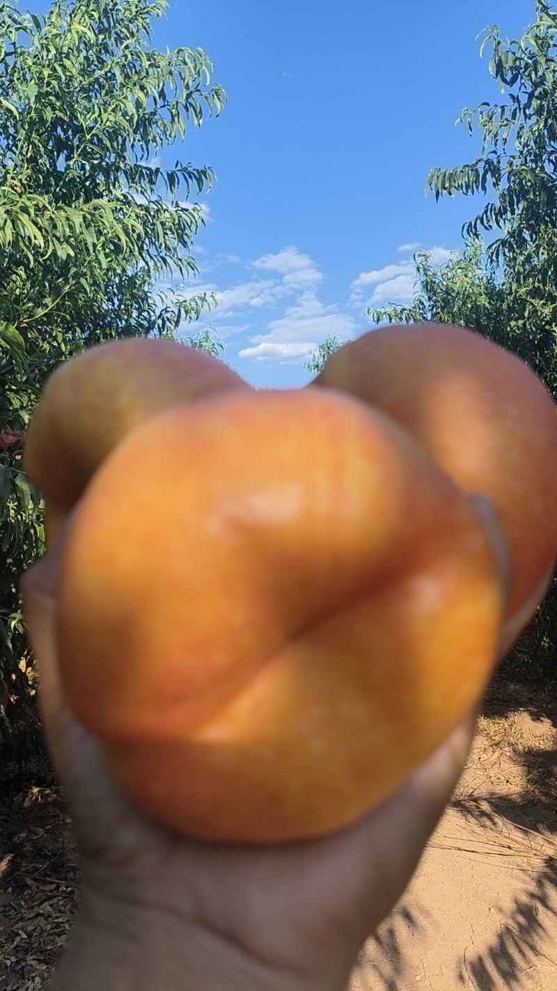 蟠桃九