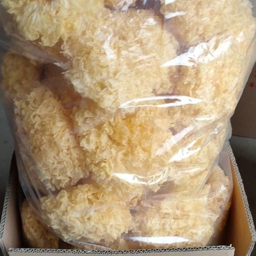 古田特产大花银耳新鲜干货银耳批发