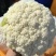 花菜菜花精品散花菜，鲜货可预冷，大量供应