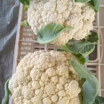 花菜菜花精品散花菜，鲜货可预冷，大量供应