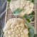 花菜菜花精品散花菜，鲜货可预冷，大量供应