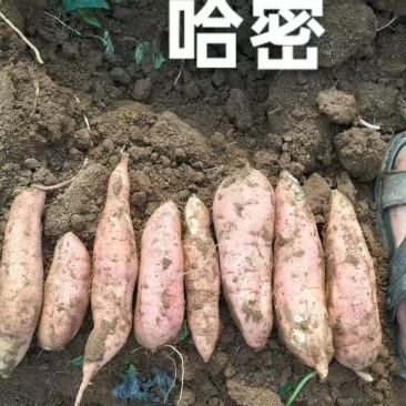 红薯，哈密，哈密红薯河北哈密红薯哈密红薯通货