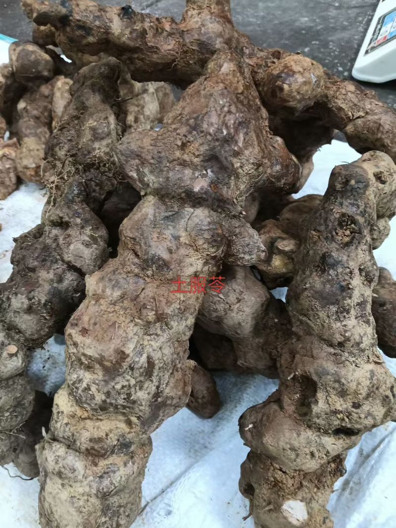 野生土茯苓
